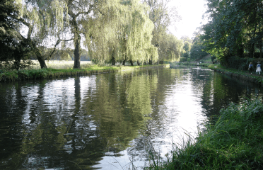 Trees grow on the banks of the River Wey.